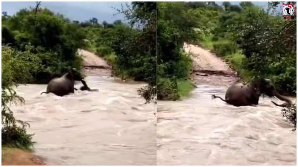 Elephant Viral Video