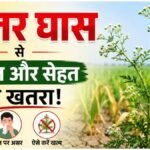 Farming Tips : गाजर घास बनी किसानों की नई मुसीबत! फसल घटाने के साथ सेहत पर असर, जानें कैसे करें खत्म