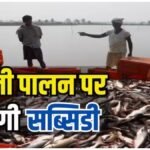 Fish Farming Subsidy: यूपी में मछली पालन पर 60% सब्सिडी, किसानों को मिलेगा आर्थिक लाभ