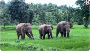 GPM Elephant