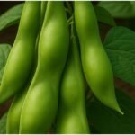 Gardening Tips: गमले में उगाएं सेम की फली, घर बैठे पाएं ताजी सब्जी; जानिए आसान तरीका