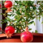 Gardening Tips : घर में गमले में अनार उगाने के आसान तरीके, जानें देखभाल और बेहतर उत्पादन के उपाय