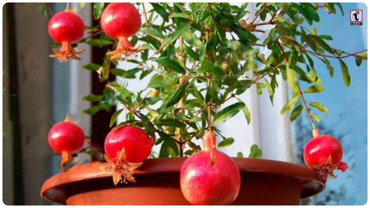 Gardening Tips