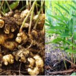 Ginger Gardening: घर के गमले में अदरक उगाएं, गांठ से पौधा तैयार करने का आसान तरीका