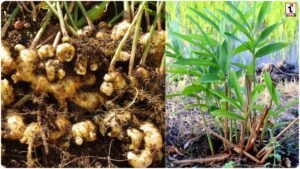 Ginger Gardening