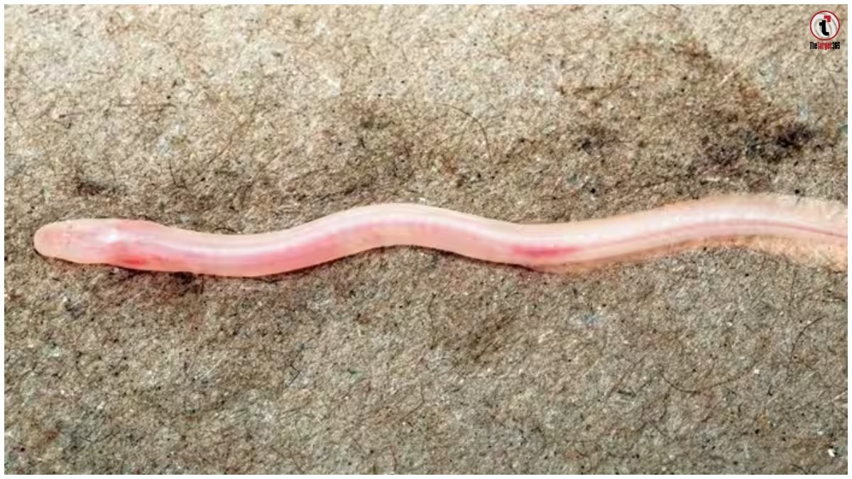 Groundwater Fish