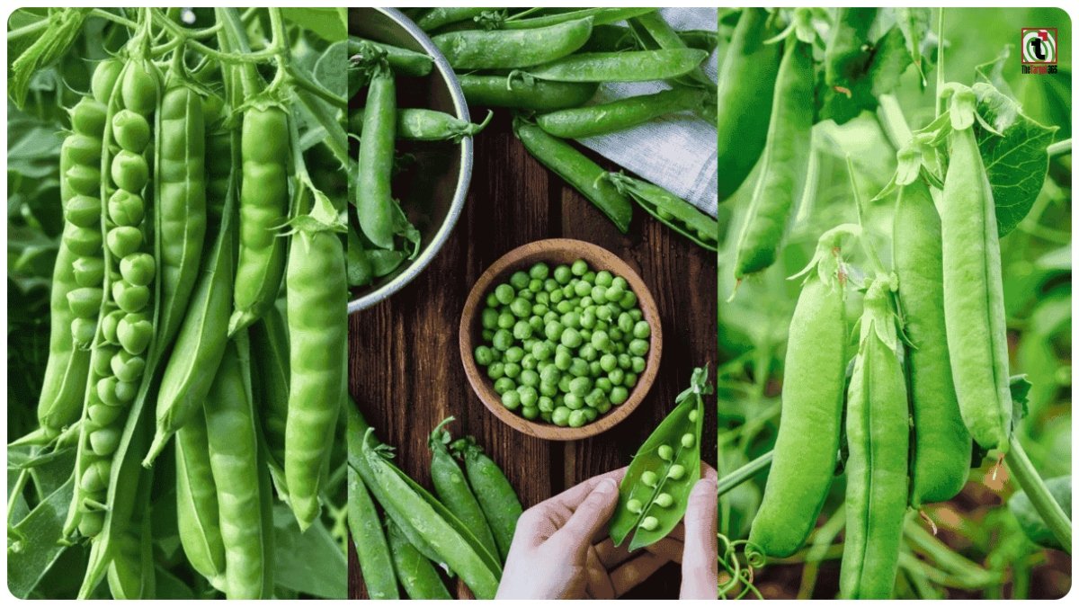 Grow Peas at Home