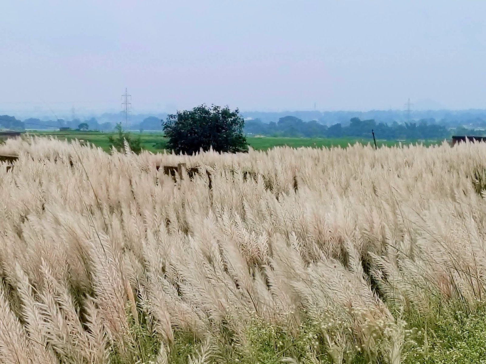 Nature Calendar : काश के सफेद फूल ! मानसून की विदाई का प्रकृति संकेत 2 TheTarget365 – देश-दुनिया की हर खबर