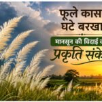 Nature Calendar : काश के सफेद फूल ! मानसून की विदाई का प्रकृति संकेत