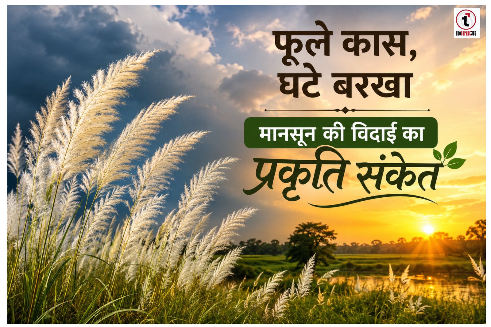 Nature Calendar : काश के सफेद फूल ! मानसून की विदाई का प्रकृति संकेत