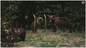 Japan Bear Crisis