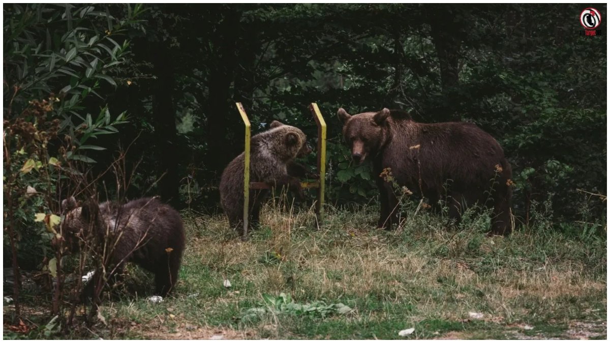 Japan Bear Crisis
