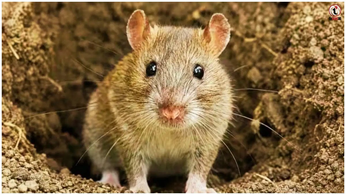 Jharkhand Rat Fever
