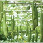 Kitchen Garden Tips : किचन गार्डन में आसानी से उगाएं तोरई, बीज बोने से लेकर फसल तक जानें तरीका