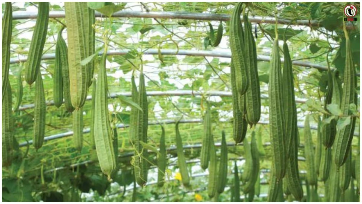 Kitchen Garden Tips