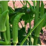 Kitchen Garden Tips: इन आसान तरीकों से उगाएं भिंडी, हर पौधे पर आएंगे ढेरों फल