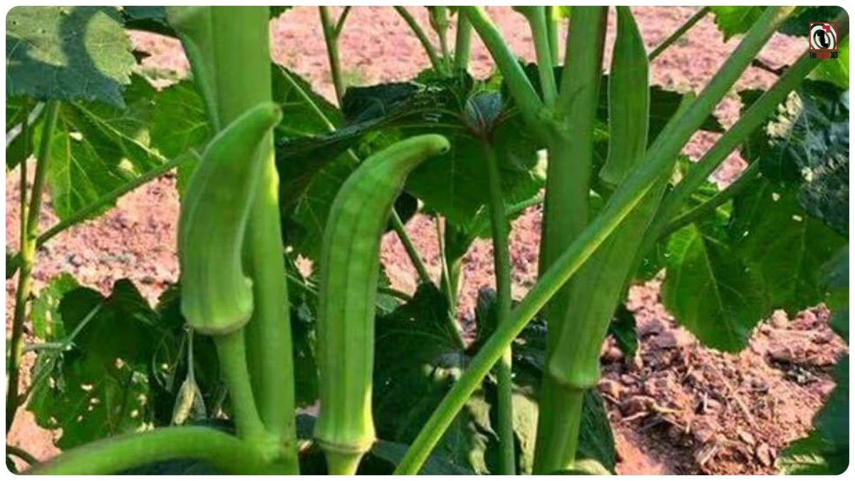 Kitchen Garden Tips
