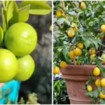 Lemon Plant Care: नींबू के पौधे में फल नहीं आते? इन 5 गलतियों से तुरंत बचें