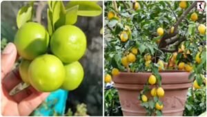 Lemon Plant Care