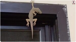 Lizard Falling Signs