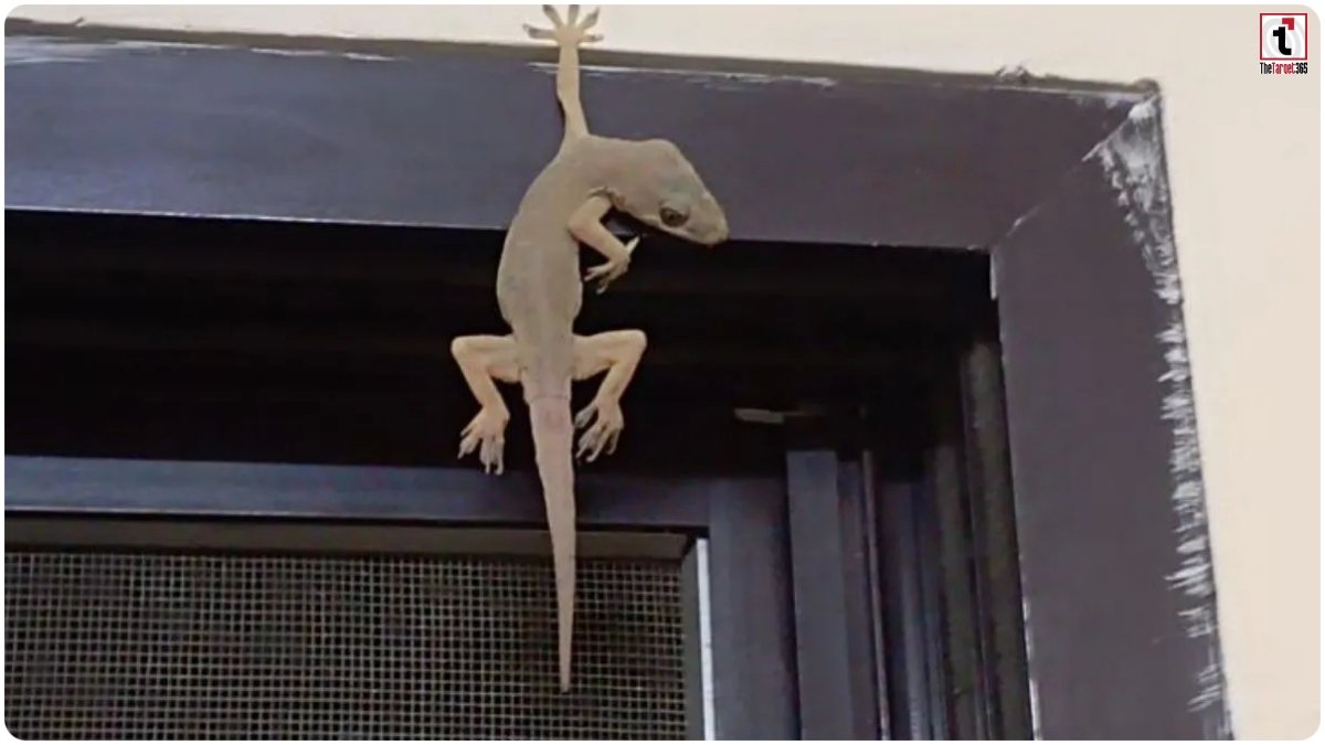 Lizard Falling Signs