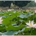 Lotus Farming : तालाब में उगने वाला कमल बना कमाई का जरिया, जानिए खेती का पूरा तरीका
