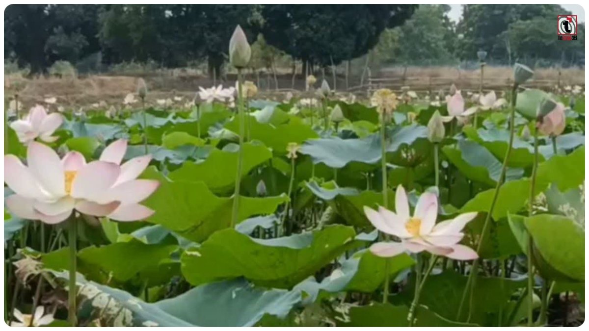 Lotus Farming