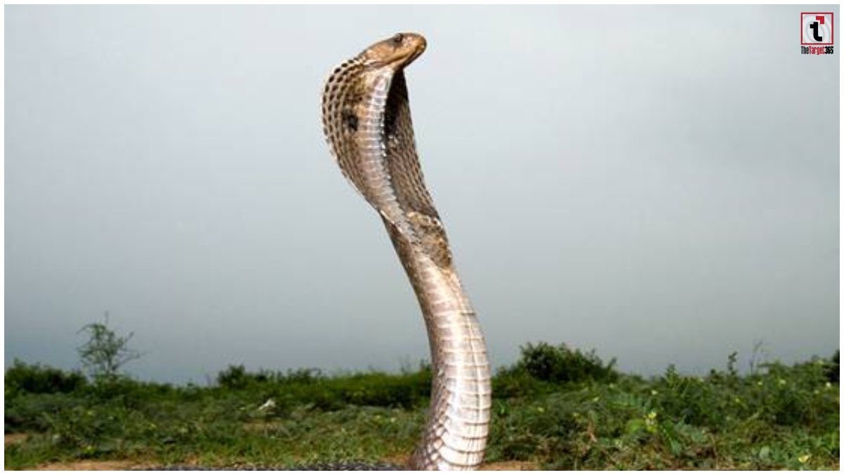 Mahasamund Snake Bite