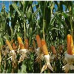 Maize Farming : एक एकड़ मक्का की खेती से कितना मुनाफा? जानें लागत, पैदावार और कमाई का पूरा हिसाब