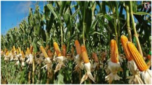 Maize Farming
