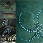 Mimic Octopus: समुद्र का मास्टर एक्टर, जो दुश्मनों को भ्रमित कर बचा लेता है अपनी जान