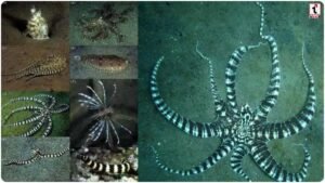 Mimic Octopus