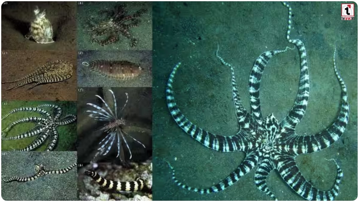 Mimic Octopus