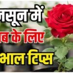 Monsoon Gardening : मानसून में गुलाब की देखभाल के आसान तरीके, पौधे रहेंगे हरे-भरे और खिलेंगे फूल