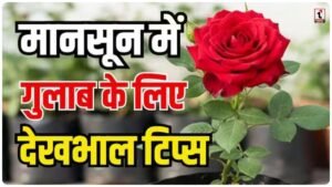 Monsoon Gardening