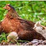 Monsoon Poultry Farming: मानसून में मुर्गी पालन से होगी अच्छी कमाई, इन गलतियों से बचें किसान जरूर