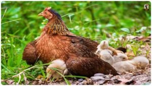 Monsoon Poultry Farming