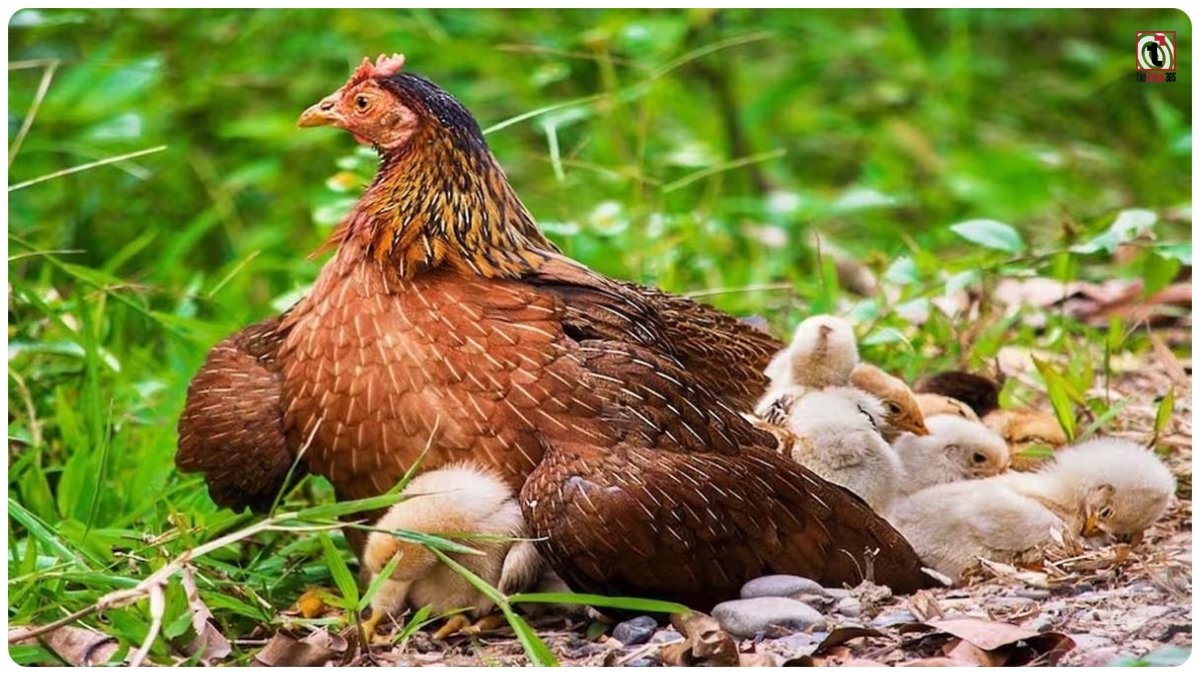 Monsoon Poultry Farming