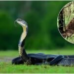 Nepal Wildlife: दुनिया का इकलौता घोंसला बनाने वाला सांप मिला, जंगल में एंट्री पर रोक