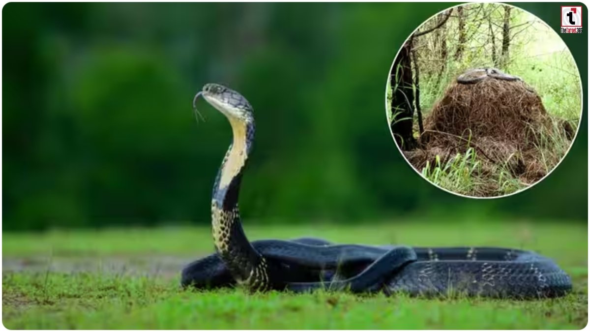 Nepal Wildlife