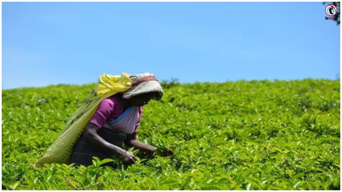 Nilgiris Tea Crisis