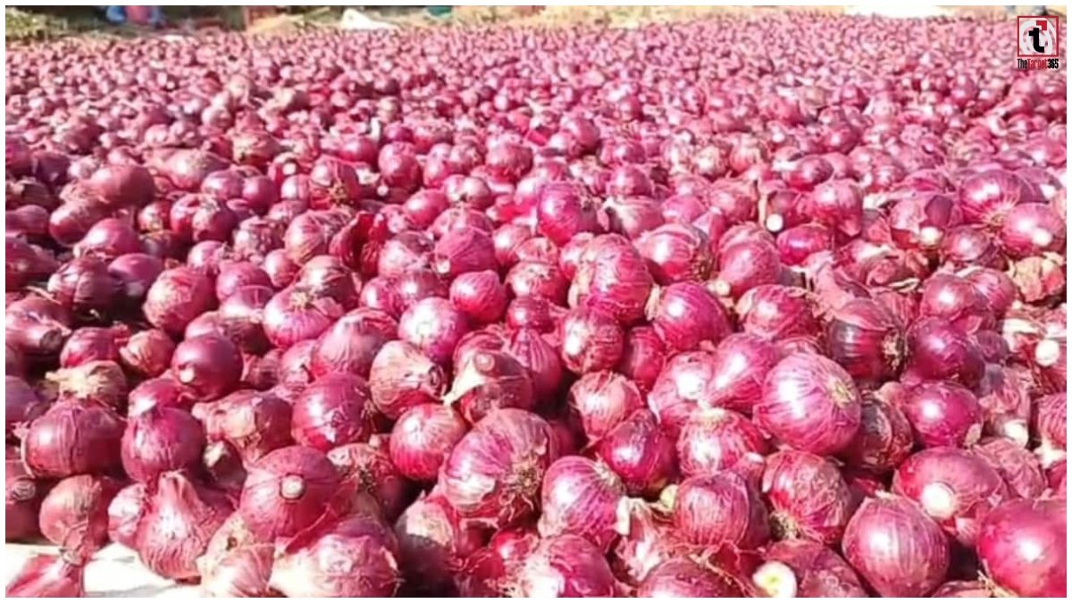 Onion Price Today