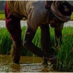PM Kisan Scheme : किसानों के लिए बड़ी खबर, PM Kisan के अलावा इन योजनाओं का भी मिलेगा लाभ