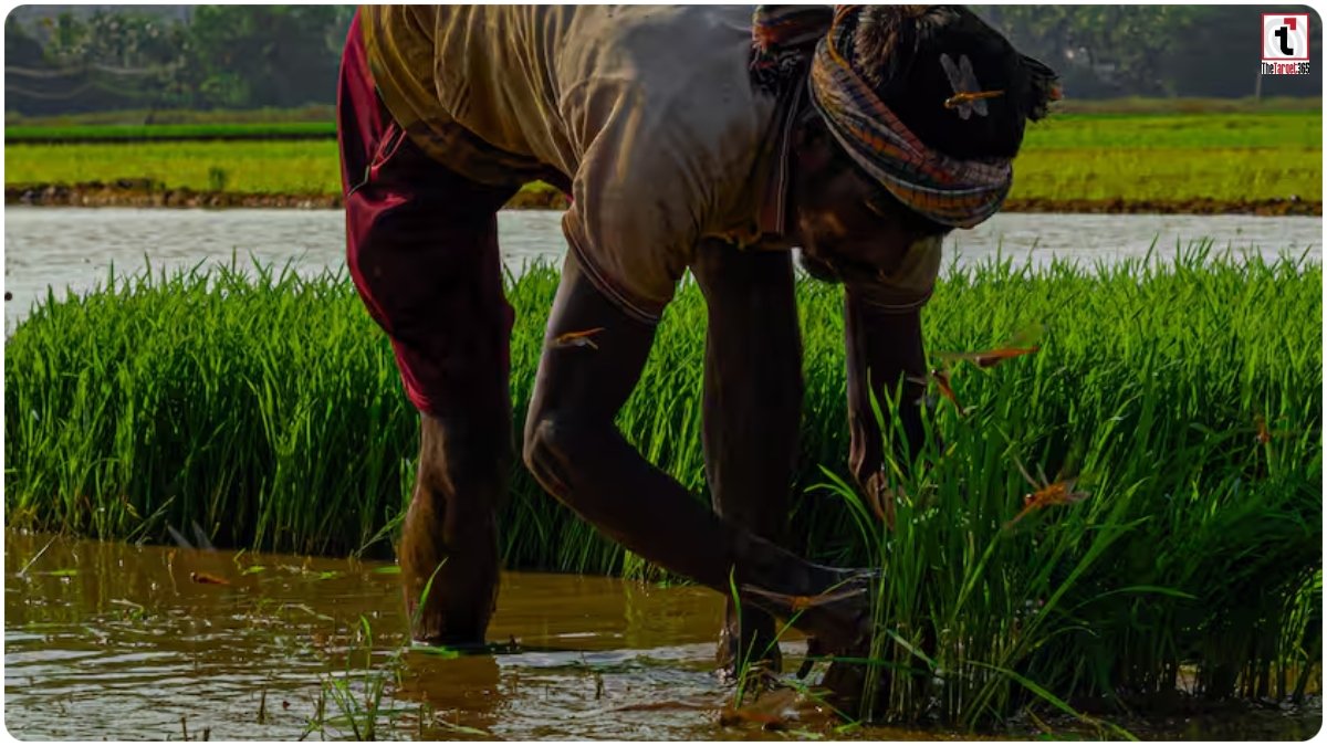 PM Kisan Scheme