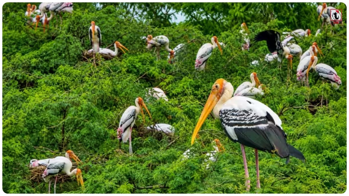 Painted Stork News