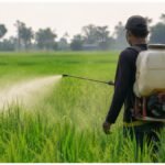Pesticide Poisoning First Aid : किसान के मुंह में गया कीटनाशक घोल? तुरंत करें ये काम, जान बचाने में मिलेगी मदद