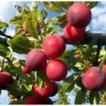 Plum Gardening Tips: गमले में ऐसे उगाएं आलू बुखारा, घर बैठे मिलेगा स्वादिष्ट फल