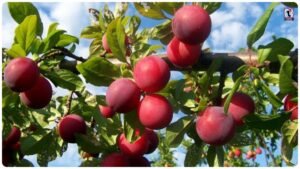 Plum Gardening Tips