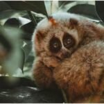 Poisonous Monkey: क्यूट दिखने वाला ये बंदर है मौत का जाल, जानें दुनिया के इकलौते जहरीले बंदर को
