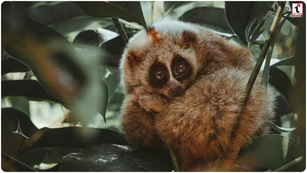 Poisonous Monkey
